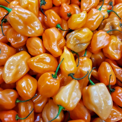 Bhut Jolokia narancssárga chili – Capsicum chinense – chili magok – 15 db