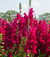 Hledík větší tmavě růžový - Antirrhinum majus - semena hledíku - 20 ks