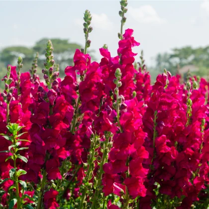 Hledík větší tmavě růžový - Antirrhinum majus - semena hledíku - 20 ks