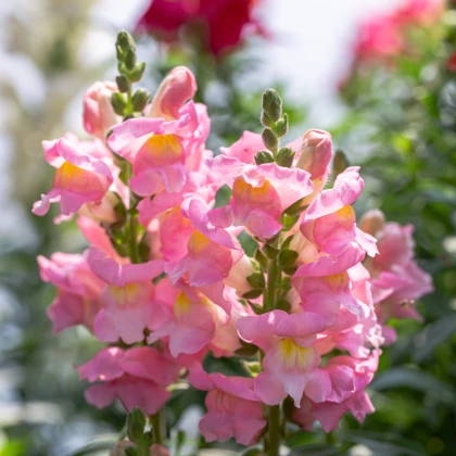 Hledík větší světle růžový - Antirrhinum majus - semena hledíku - 20 ks