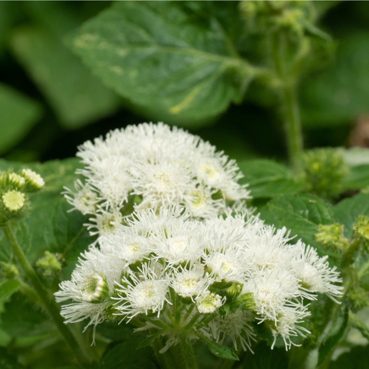Nestařec americký White Mountain - Ageratum houstonianum - semena nestařce - 30 ks