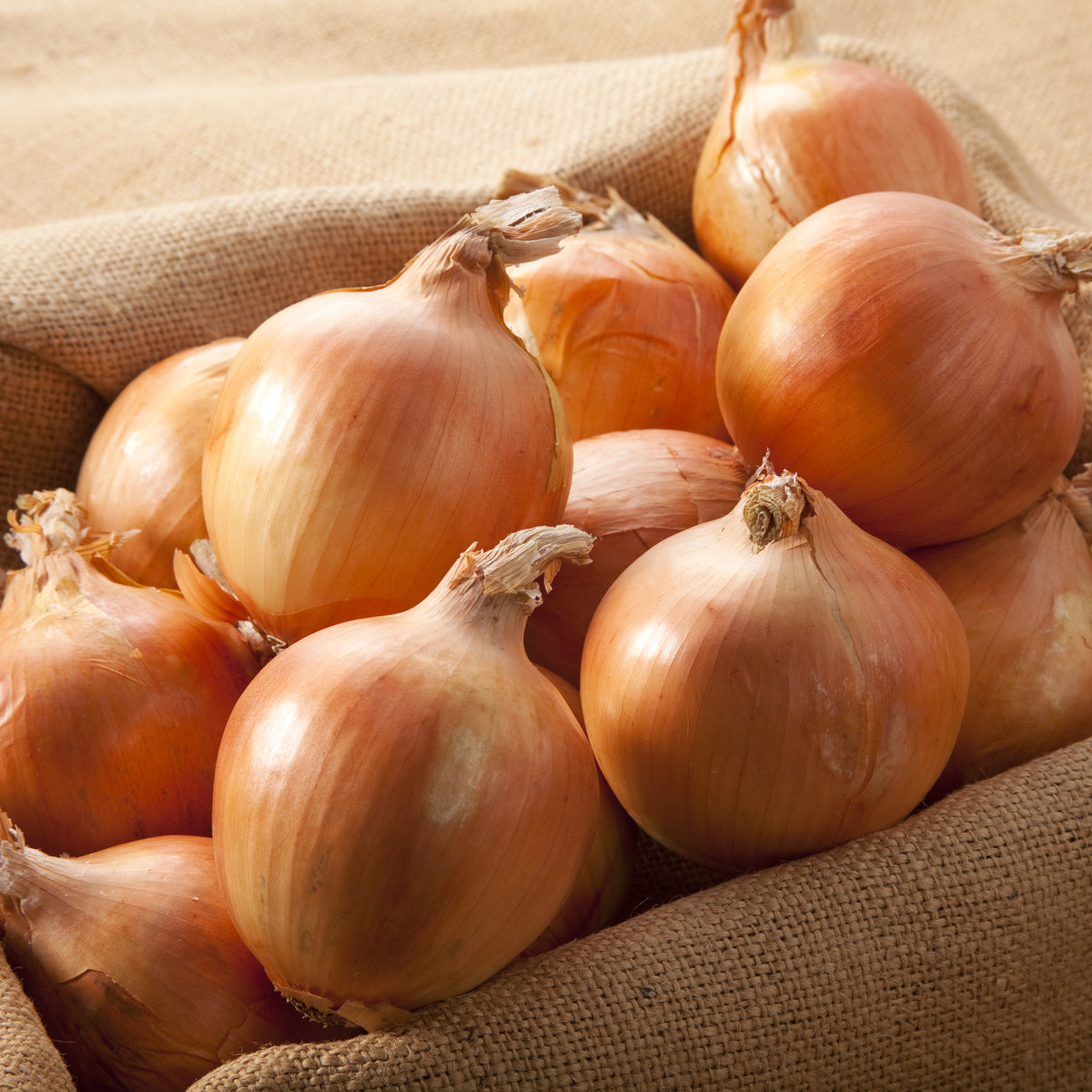 BIO Cibule sazečka Setton - Allium cepa - bio cibulky - 40 ks