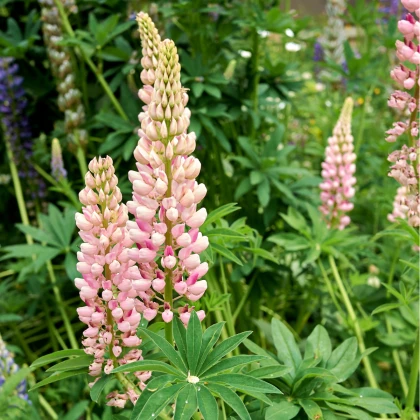 Lupina mnoholistá Russel Schlossfrau Rosa - Lupinus polyphyllus - semena lupiny - 30 ks