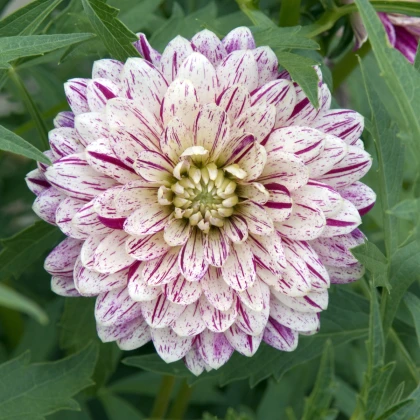 Jiřinka Smokey - Dahlia - hlízy jiřinky - 1 ks