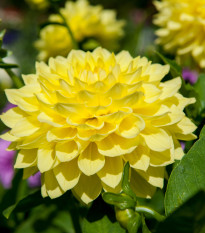 Jiřinka Cézanne - Dahlia - hlízy jiřinky - 1 ks