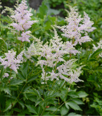 Čechrava Peaches and Cream - Astilbe - hlízy čechravy - 1 ks