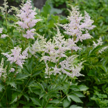 Čechrava Peaches and Cream - Astilbe - hlízy čechravy - 1 ks