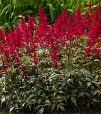 Čechrava Else Schluck - Astilbe - hlízy čechravy - 1 ks