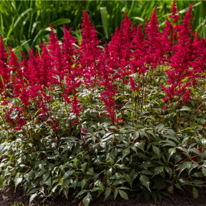 Čechrava Else Schluck - Astilbe - hlízy čechravy - 1 ks