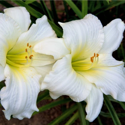Denivka White Temptation - Hemerocallis - hlízy denivky - 1 ks
