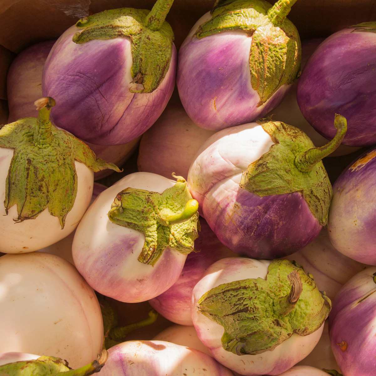 BIO Rosa Bianca padlizsán – Solanum melongena – bio padlizsánmag – 20 db