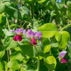 BIO Hrách cukrový Golden Sweet - Pisum sativum - bio semena hrachu - 35 ks