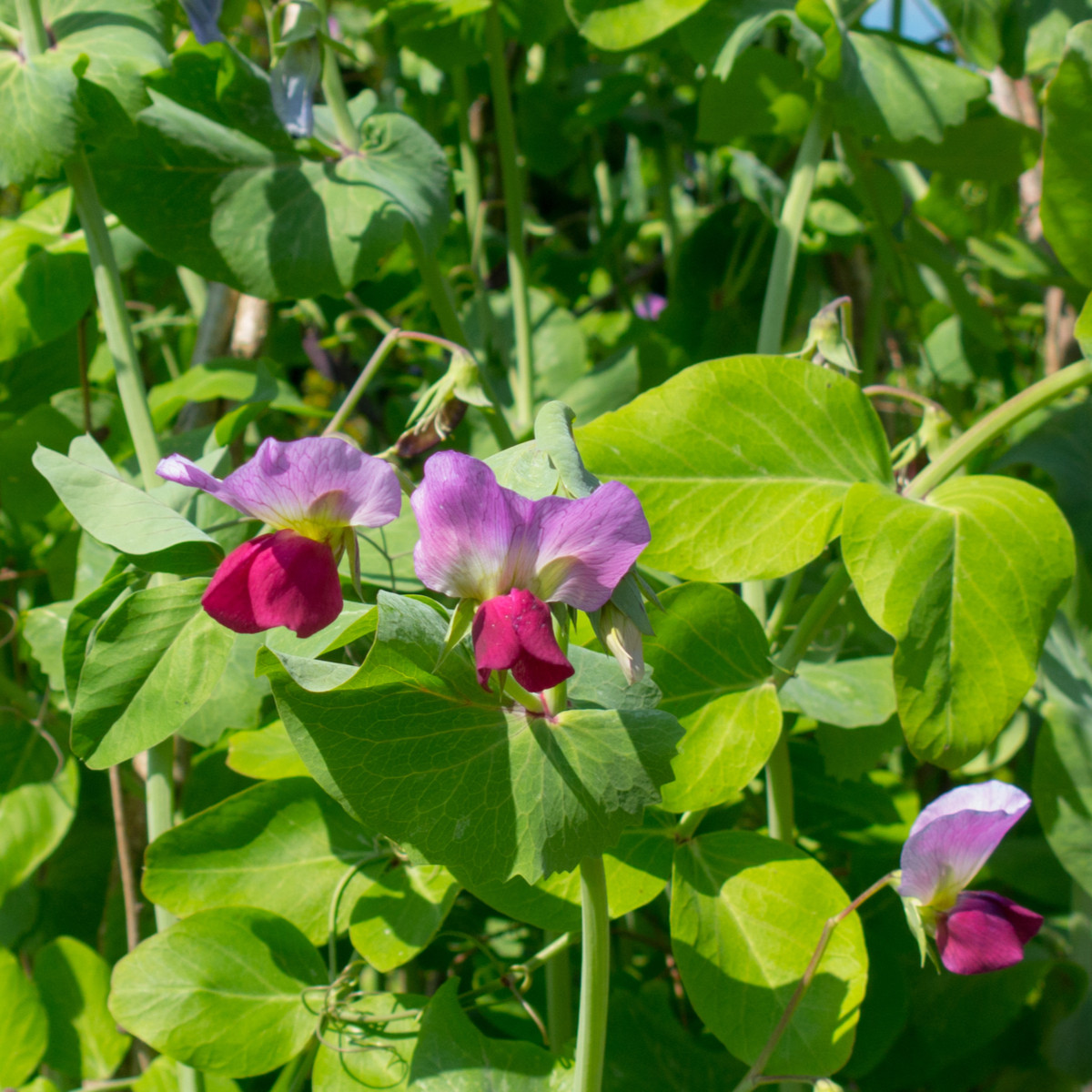 BIO Hrách cukrový Golden Sweet - Pisum sativum - bio semena hrachu - 35 ks