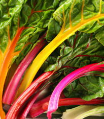 BIO Mangold duhový - Beta vulgaris - bio semena mangoldu - 45 ks