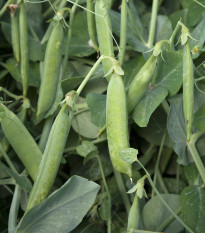 BIO Hrách dřeňový Maxigolt - Pisum sativum - bio semena hrachu - 35 ks