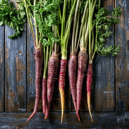 BIO Mrkev fialová Lila Lu SG - Daucus carota - bio semena mrkve - 200 ks