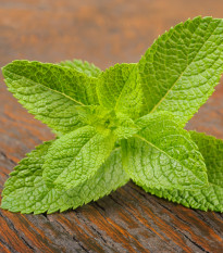 BIO Máta klasnatá - Mentha viridis - bio semena máty - 25 ks