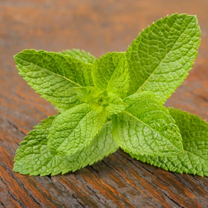 BIO Máta klasnatá - Mentha viridis - bio semena máty - 25 ks