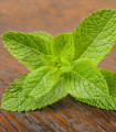BIO Máta klasnatá - Mentha viridis - bio semena máty - 25 ks