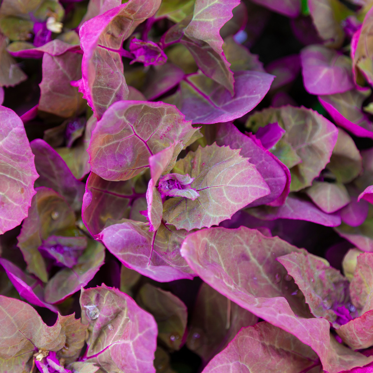 BIO Lebeda zahradní - Atriplex hortensis - bio semena lebedy - 40 ks