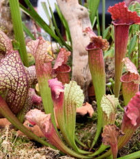 Špirlice mix - Sarracenia - semena špirlice - 10 ks
