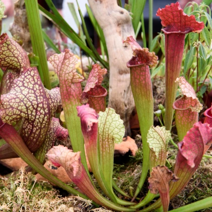 Špirlice mix - Sarracenia - semena špirlice - 10 ks