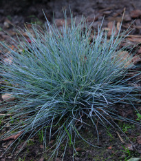Kostřava walliská Buddy Blue - Festuca valesiaca - semena kostřavy - 20 ks