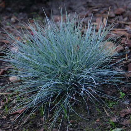 Kostřava walliská Buddy Blue - Festuca valesiaca - semena kostřavy - 20 ks