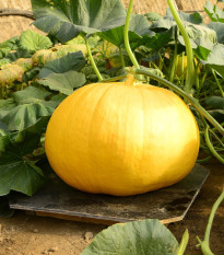 Tykev Gele Reuzen - Cucurbita maxima - semena tykve - 5 ks