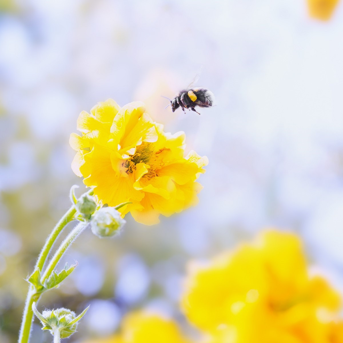 Kuklík Goldball - Geum chiloense - semena kuklíku - 20 ks