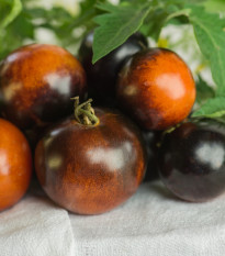 BIO folytonnövő cherry paradicsom Brown Berry – Solanum lycopersicum – bio paradicsom magok – 7 db