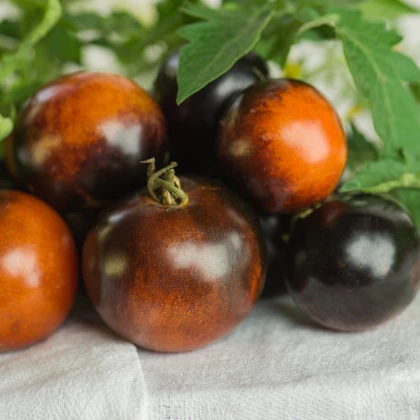 BIO folytonnövő cherry paradicsom Brown Berry – Solanum lycopersicum – bio paradicsom magok – 7 db