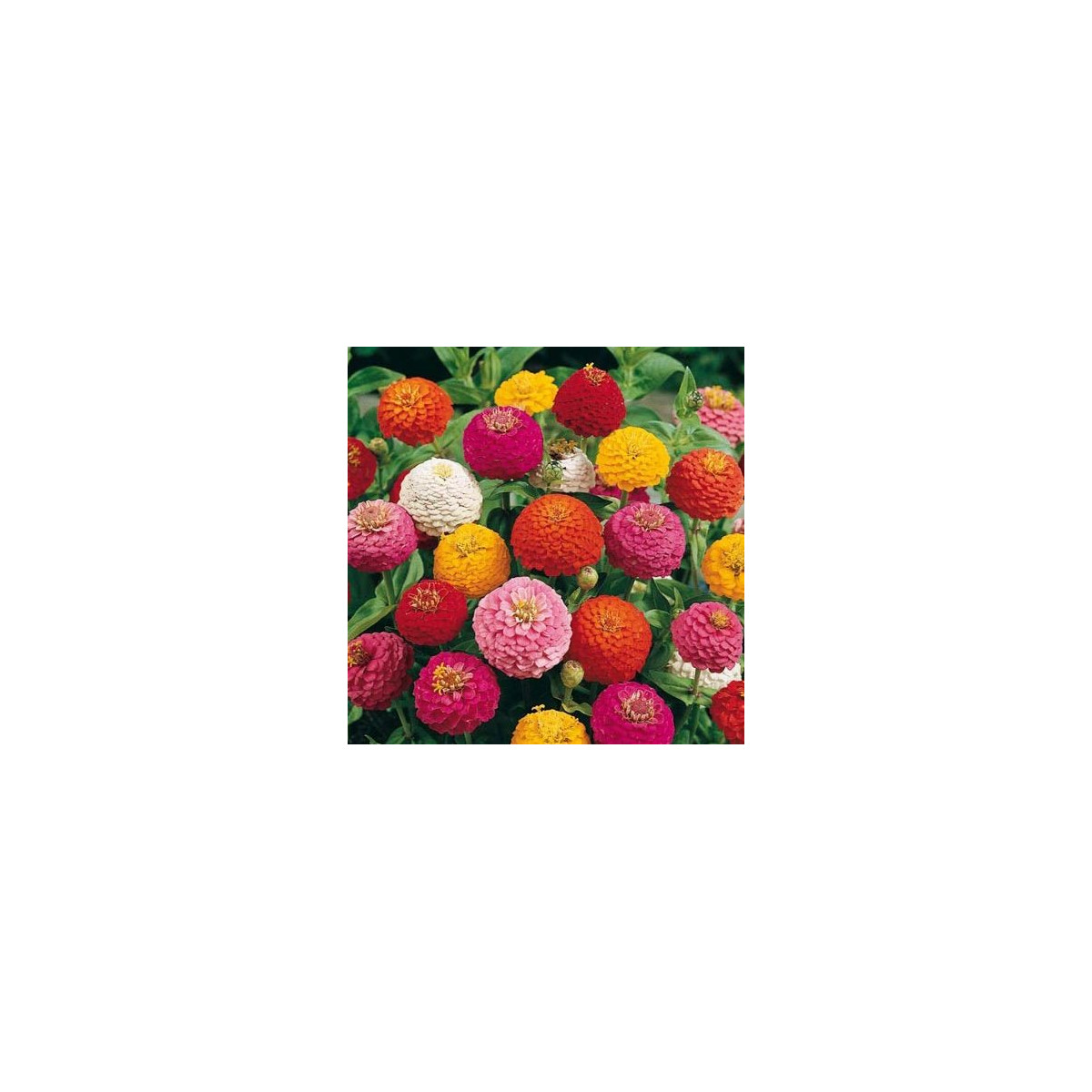 Ostálka Liliput - Zinnia elegans - semena ostálky - 50 ks