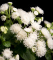 Nestařec bílý Aloha - Ageratum - semena nestařce - 20 ks