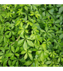 Ženšen pětilistý - Gynostemma pentaphyllum - semena ženšenu - 7 ks