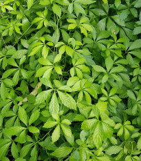 Ženšen pětilistý - Gynostemma pentaphyllum - semena ženšenu - 7 ks