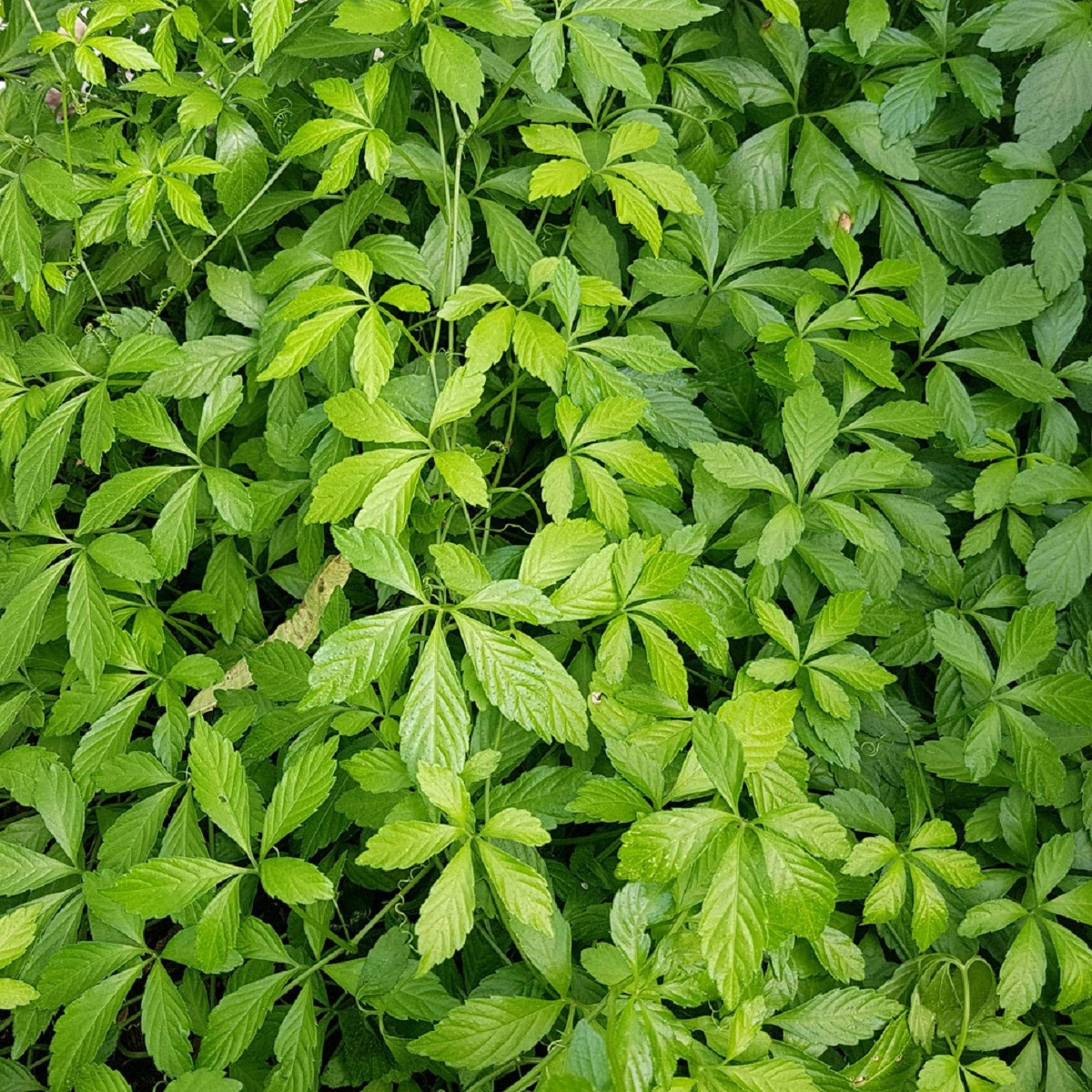 Ženšen pětilistý - Gynostemma pentaphyllum - semena ženšenu - 7 ks