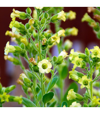Tabák selský - Nicotiana rustica - semena tabáku - 200 ks