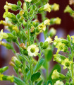 Tabák selský - Nicotiana rustica - semena tabáku - 200 ks