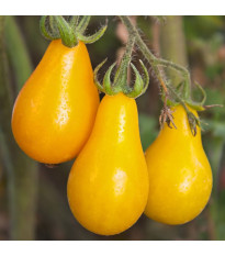 Rajče Žlutá hruška - Solanum lycopersicum - semena rajčete - 6 ks