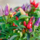 Chilli Bolívijská duha - Capsicum annuum - semena chilli - 6 ks