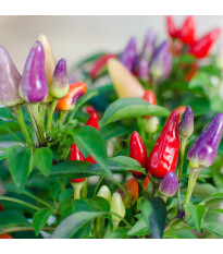 Chilli Bolívijská duha - Capsicum annuum - semena chilli - 6 ks
