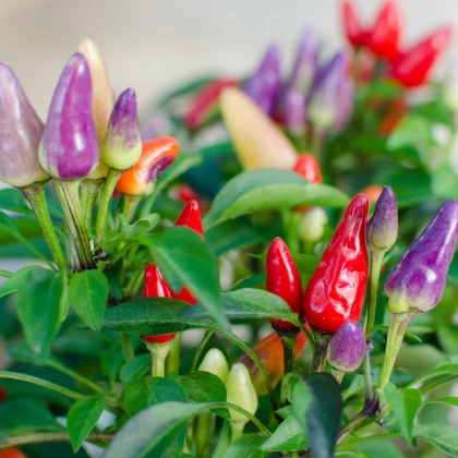 Chilli Bolívijská duha - Capsicum annuum - semena chilli - 6 ks