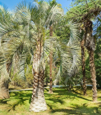 Palma Southern Jelly - Butia odorata - semena palmy - 2 ks