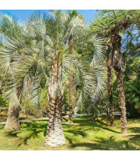 Palma Southern Jelly - Butia odorata - semena palmy - 2 ks