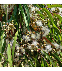Eukalyptus citrónový - Blahovičník - Corymbia citriodora - semena eukalyptu - 5 ks