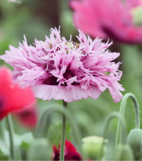 Mák okrasný Lilac Pompon - Papaver somniferum - semena máku - 200 ks