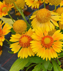Kokarda Arizona Apricot - Gaillardia aristata - semena kokardy - 10 ks