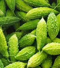 Hořká okurka Naja - Momordica sp. - semena okurky - 6 ks