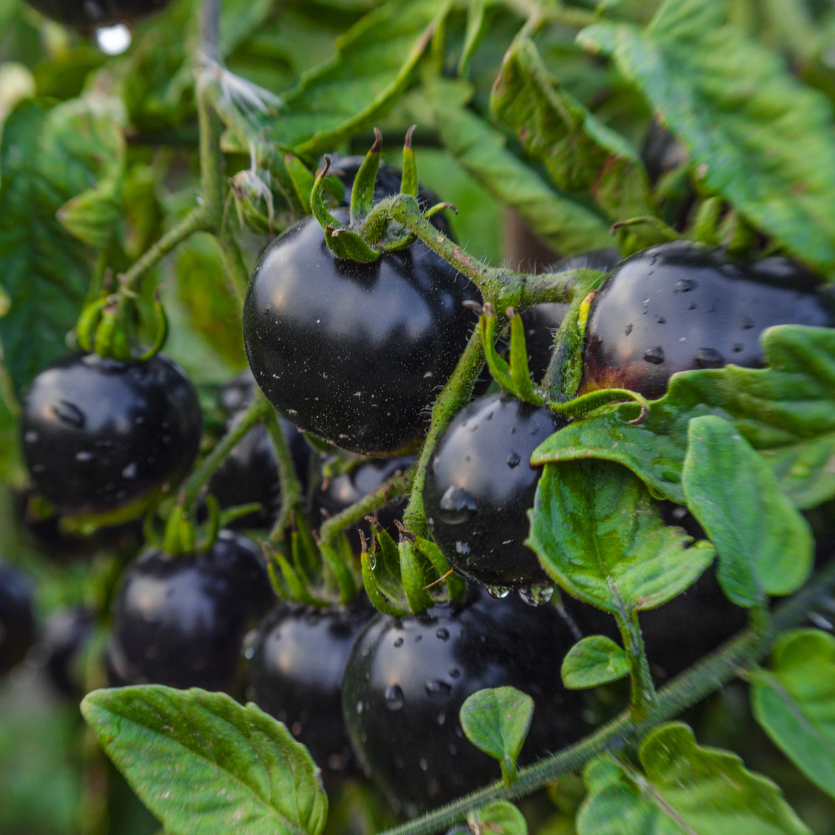 BIO Rajče Indigo Rose - Solanum lycopersicum - bio semena rajčete - 7 ks